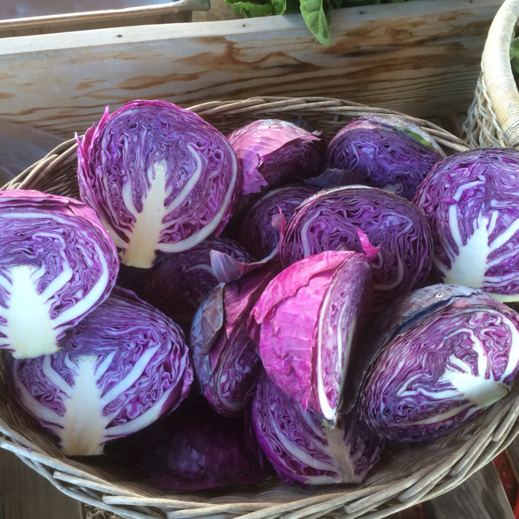 Purple Cabbage - WILD AT HEART OJAI
